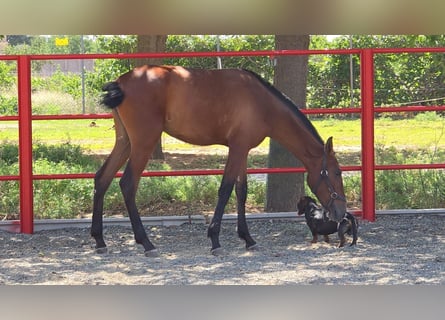 Andalusier, Stute, 2 Jahre, 168 cm, Rotbrauner