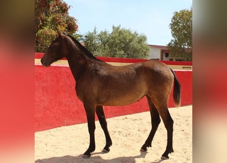 Andalusier, Stute, 2 Jahre, Rotbrauner
