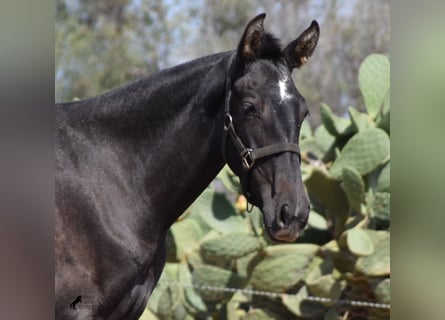 Andalusier, Stute, 2 Jahre, Schimmel