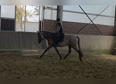 Andalusier, Stute, 3 Jahre, 155 cm, Braunfalbschimmel
