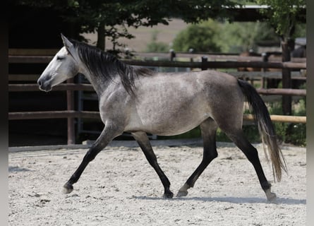 Andalusier, Stute, 3 Jahre, 155 cm, Schimmel