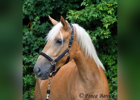 Andalusier, Stute, 3 Jahre, 157 cm, Palomino