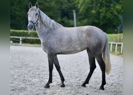 Andalusier, Stute, 3 Jahre, 158 cm, Blauschimmel