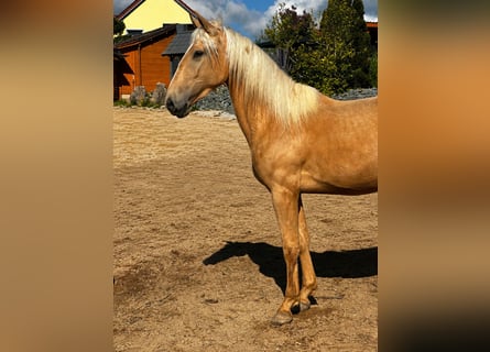 Andalusier Mix, Stute, 3 Jahre, 158 cm, Palomino