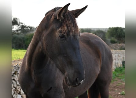 Andalusier, Stute, 3 Jahre, 158 cm, Rappe