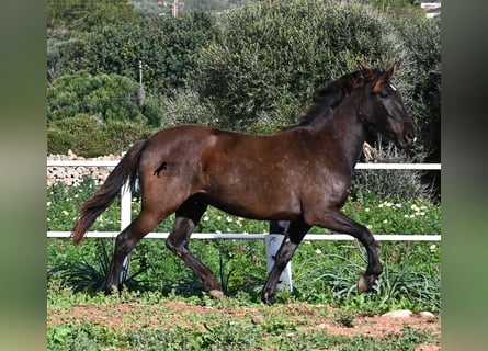 Andalusier, Stute, 3 Jahre, 158 cm, Rappe