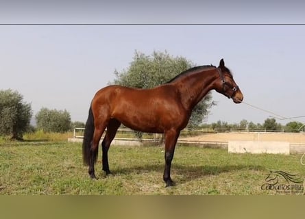 Andalusier, Stute, 3 Jahre, 160 cm, Brauner