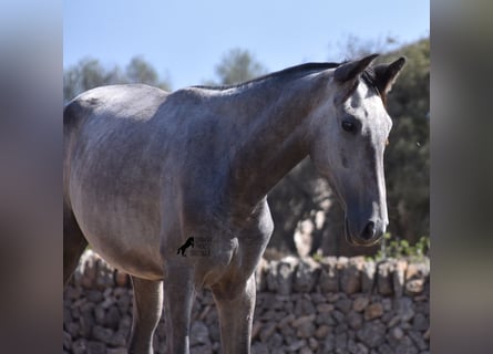 Andalusier, Stute, 3 Jahre, 160 cm, Schimmel