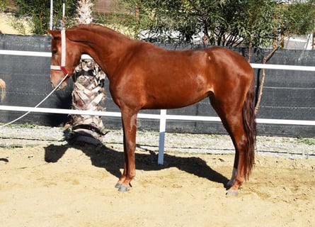 Andalusier, Stute, 3 Jahre, 162 cm, Fuchs