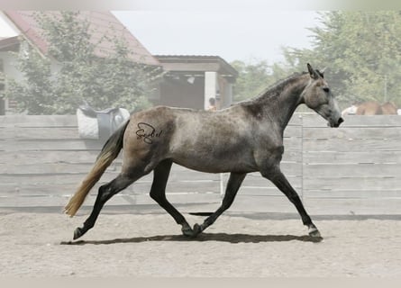 Andalusier, Stute, 3 Jahre, 164 cm, Schimmel