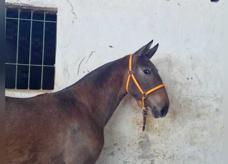 Andalusier, Stute, 3 Jahre, 167 cm, Rotbrauner