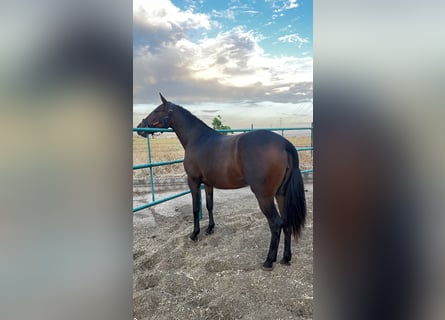 Andalusier, Stute, 3 Jahre, 170 cm, Dunkelbrauner