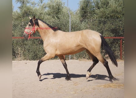 Andalusier, Stute, 3 Jahre, Falbe