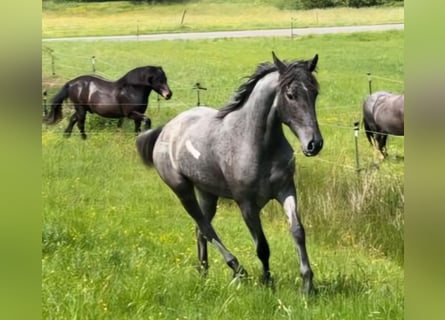 Andalusier Mix, Stute, 4 Jahre, 150 cm