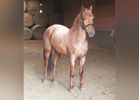 Andalusier, Stute, 4 Jahre, 150 cm, Roan-Red