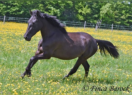 Andalusier, Stute, 4 Jahre, 152 cm, Rappe