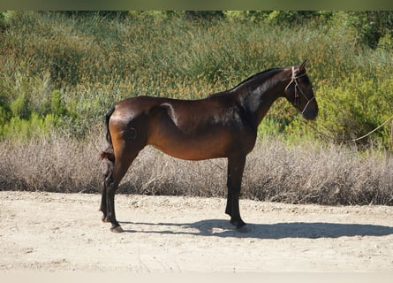 Andalusier, Stute, 4 Jahre, 152 cm, Rotbrauner