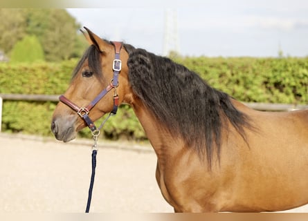 Andalusier, Stute, 4 Jahre, 153 cm, Brauner