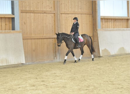Andalusier, Stute, 4 Jahre, 155 cm, Dunkelbrauner