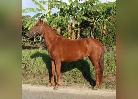 Andalusier, Stute, 4 Jahre, 155 cm, Fuchs