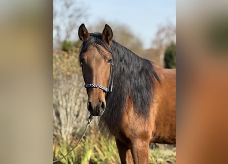 Andalusier, Stute, 4 Jahre, 157 cm, Brauner