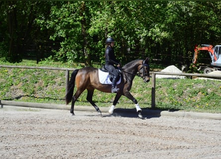 Andalusier, Stute, 4 Jahre, 158 cm, Dunkelbrauner