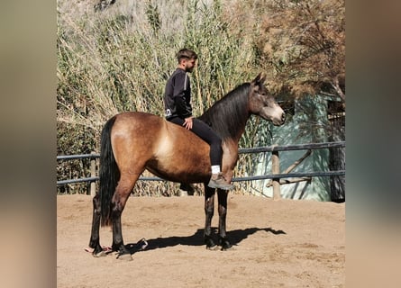 Andalusier, Stute, 4 Jahre, 158 cm, Falbe