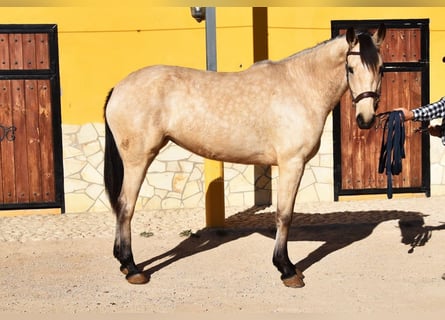 Andalusier, Stute, 4 Jahre, 158 cm, Falbe