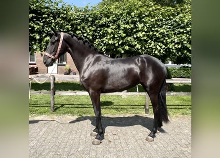 Andalusier, Stute, 4 Jahre, 159 cm, Rappe