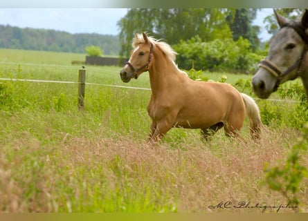 Andalusier, Stute, 4 Jahre, 164 cm, Palomino