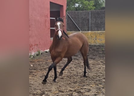 Andalusier, Stute, 4 Jahre, 165 cm, Brauner