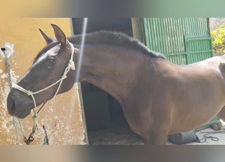 Andalusier, Stute, 4 Jahre, 167 cm, Rappe