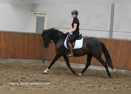 Andalusier, Stute, 5 Jahre, 150 cm, Rappe