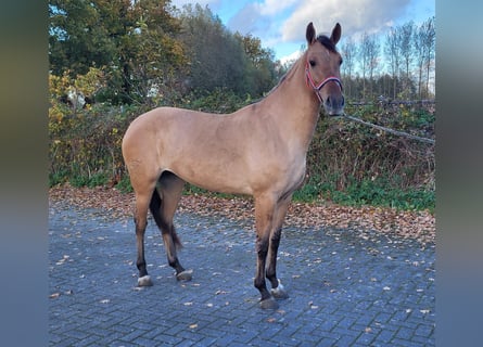 Andalusier, Stute, 5 Jahre, 152 cm, Falbe