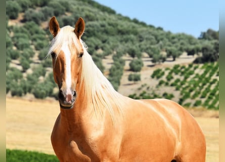 Andalusier, Stute, 5 Jahre, 156 cm, Palomino