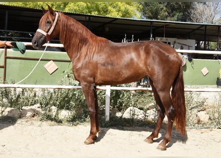 Andalusier, Stute, 5 Jahre, 157 cm, Fuchs