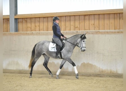 Andalusier, Stute, 5 Jahre, 158 cm, Schimmel