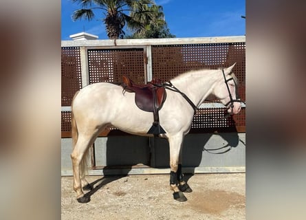 Andalusier, Stute, 5 Jahre, 159 cm, Perlino