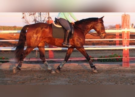 Andalusier, Stute, 5 Jahre, 160 cm, Rotbrauner