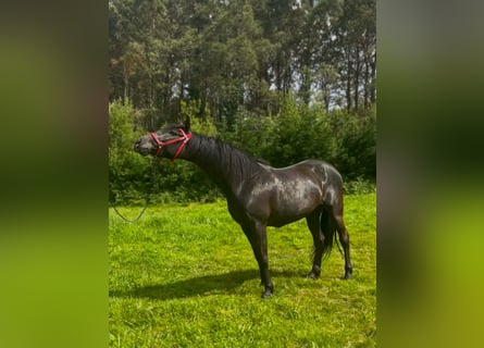 Andalusier, Stute, 5 Jahre, 163 cm, Rappe