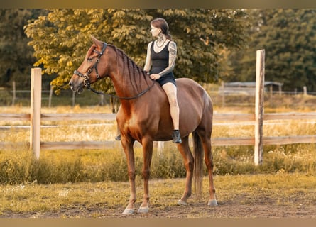 Andalusier, Stute, 5 Jahre, 164 cm, Dunkelfuchs