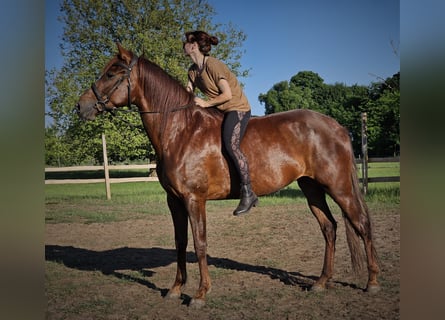 Andalusier, Stute, 5 Jahre, 164 cm, Dunkelfuchs
