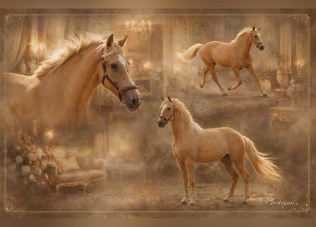 Andalusier, Stute, 5 Jahre, 164 cm, Palomino