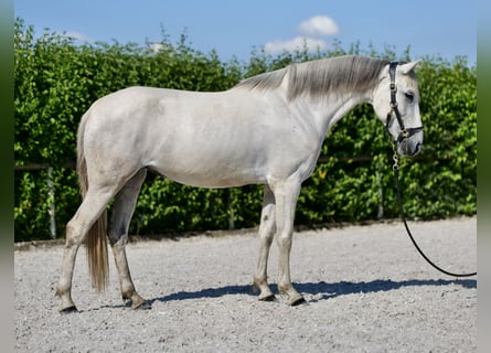 Andalusier, Stute, 6 Jahre, 153 cm, Schimmel