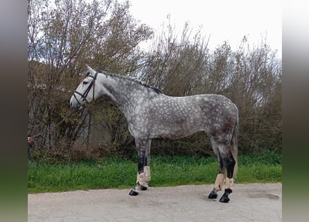 Andalusier, Stute, 6 Jahre, 155 cm, Schimmel