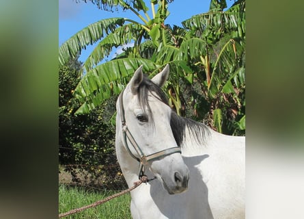 Andalusier, Stute, 6 Jahre, 155 cm, Schimmel