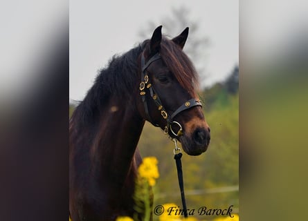 Andalusier, Stute, 6 Jahre, 155 cm, Schwarzbrauner