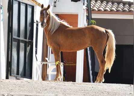 Andalusier, Stute, 6 Jahre, 156 cm, Palomino