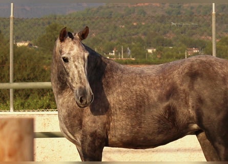 Andalusier, Stute, 6 Jahre, 157 cm, Apfelschimmel