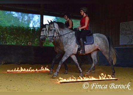 Andalusier, Stute, 6 Jahre, 157 cm, Schimmel